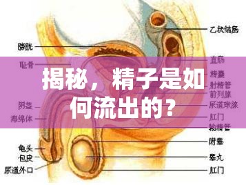 揭秘，精子是如何流出的？