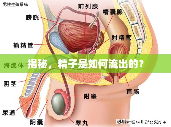 揭秘，精子是如何流出的？