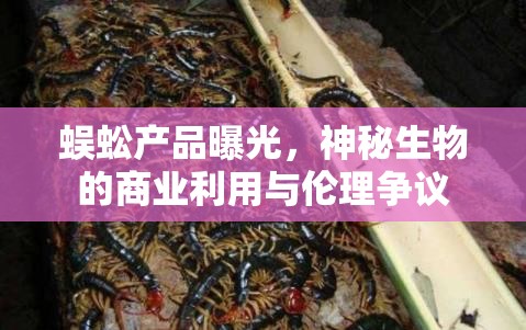 蜈蚣產(chǎn)品曝光，神秘生物的商業(yè)利用與倫理爭議