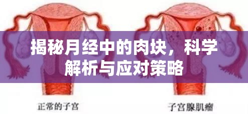 揭秘月經(jīng)中的肉塊，科學(xué)解析與應(yīng)對(duì)策略