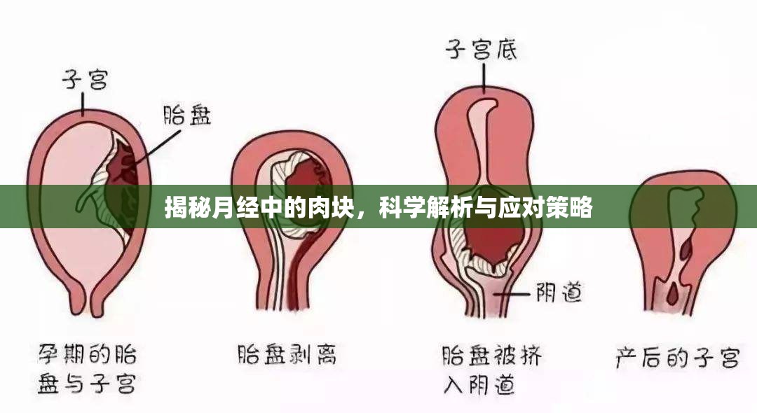 揭秘月經(jīng)中的肉塊，科學(xué)解析與應(yīng)對(duì)策略