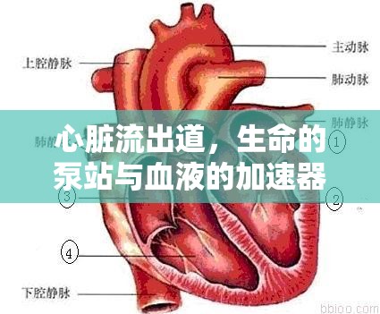 心臟流出道，生命的泵站與血液的加速器