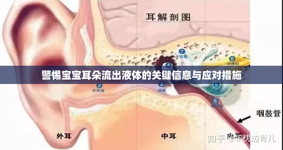 警惕寶寶耳朵流出液體的關(guān)鍵信息與應(yīng)對(duì)措施