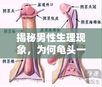 揭秘男性生理現(xiàn)象，為何龜頭一摸就有液體流出