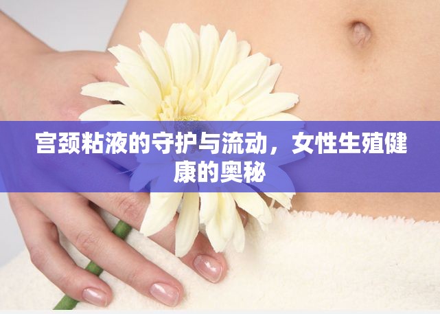 宮頸粘液的守護(hù)與流動，女性生殖健康的奧秘