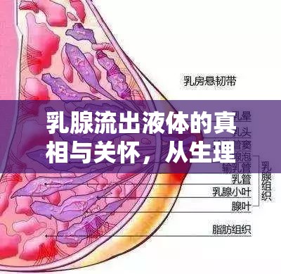 乳腺流出液體的真相與關(guān)懷，從生理現(xiàn)象到健康管理的全面解析