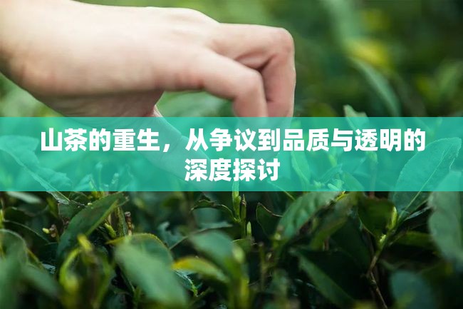 山茶的重生，從爭議到品質(zhì)與透明的深度探討