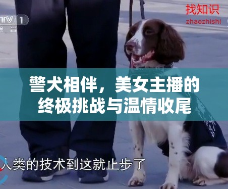 警犬相伴，美女主播的終極挑戰(zhàn)與溫情收尾