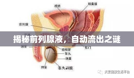 揭秘前列腺液，自動流出之謎