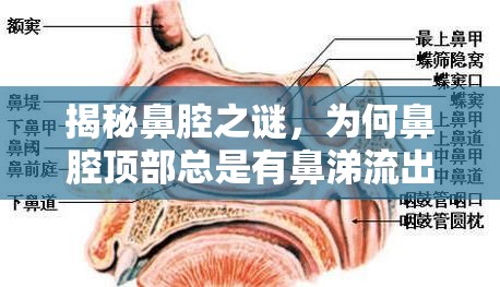 揭秘鼻腔之謎，為何鼻腔頂部總是有鼻涕流出？