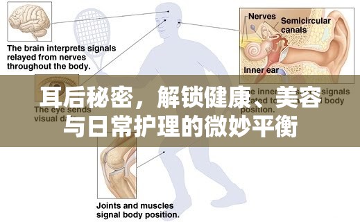 耳后秘密，解鎖健康、美容與日常護(hù)理的微妙平衡