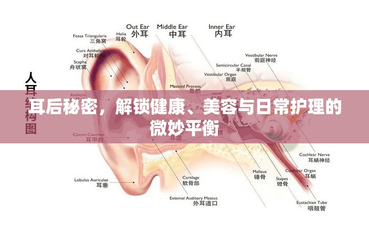 耳后秘密，解鎖健康、美容與日常護(hù)理的微妙平衡