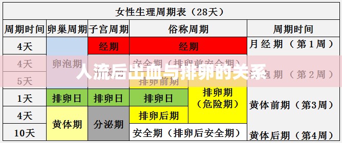 人流后出血與排卵的關(guān)系