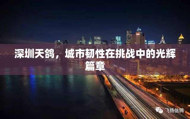 深圳天鴿，城市韌性在挑戰(zhàn)中的光輝篇章