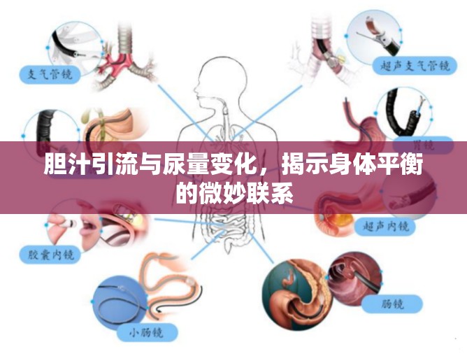 膽汁引流與尿量變化，揭示身體平衡的微妙聯(lián)系