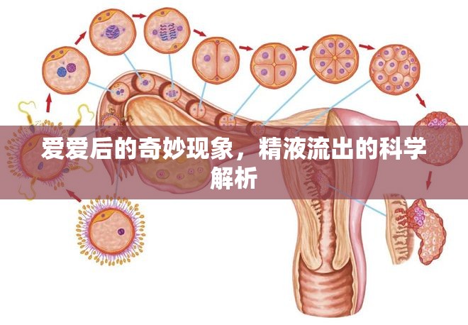 愛愛后的奇妙現(xiàn)象，精液流出的科學(xué)解析