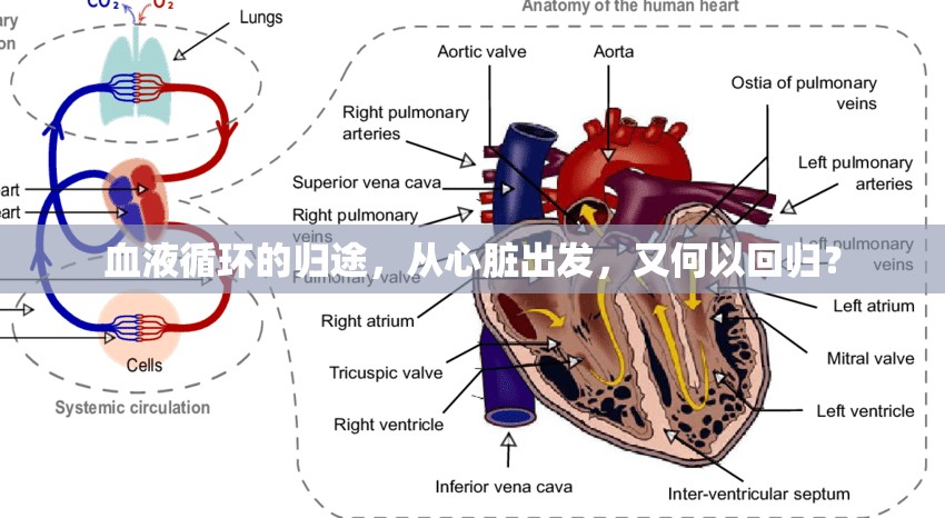 血液循環(huán)的歸途，從心臟出發(fā)，又何以回歸？