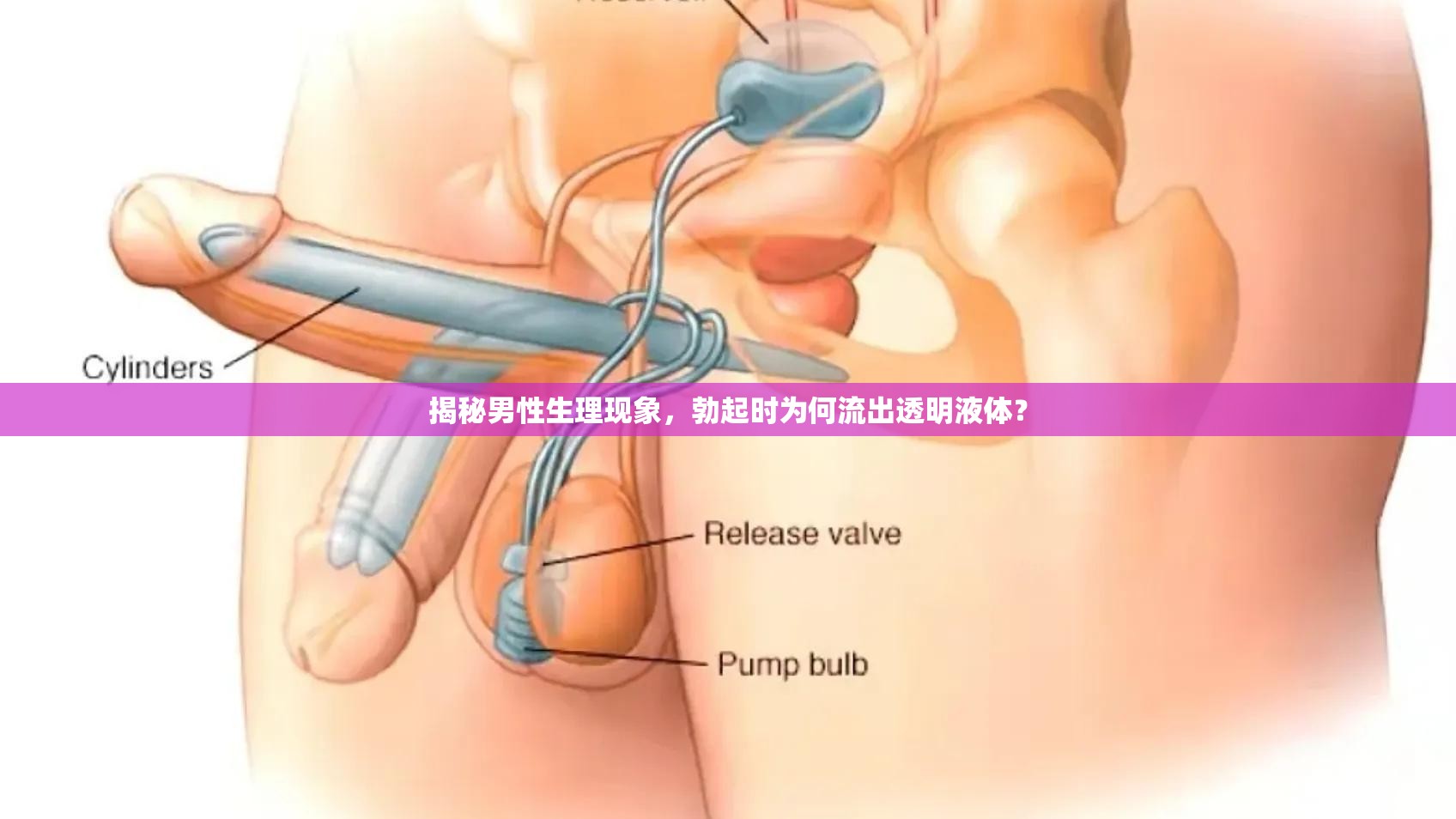 揭秘男性生理現(xiàn)象，勃起時為何流出透明液體？