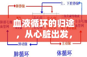 血液循環(huán)的歸途，從心臟出發(fā)，又何以回歸？