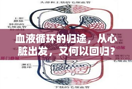 血液循環(huán)的歸途，從心臟出發(fā)，又何以回歸？