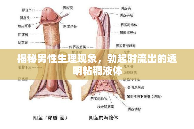 揭秘男性生理現(xiàn)象，勃起時(shí)流出的透明粘稠液體