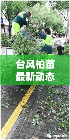 臺風柏苗最新動態(tài)，風雨共舞，守護家園的每一刻