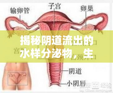 揭秘陰道流出的水樣分泌物，生理現(xiàn)象、成因與健康管理全面解析