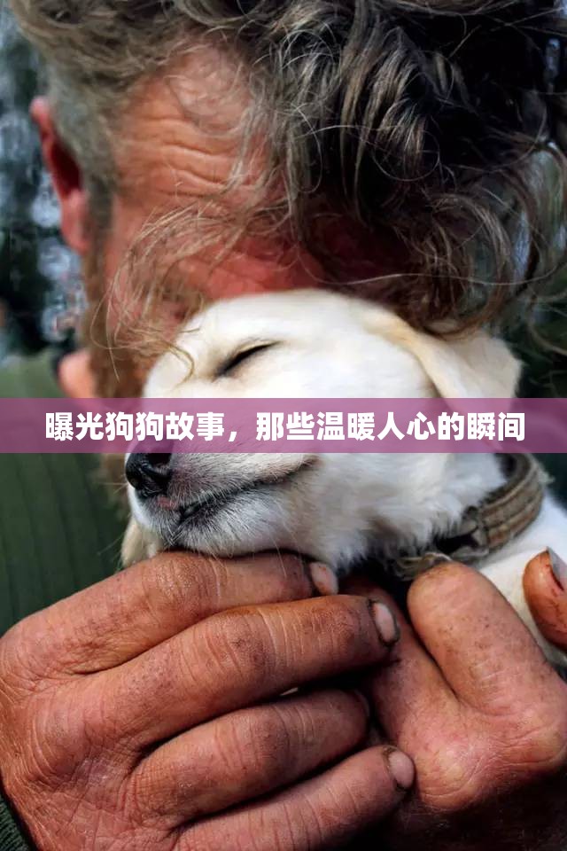 曝光狗狗故事，那些溫暖人心的瞬間