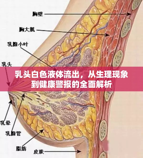 乳頭白色液體流出，從生理現(xiàn)象到健康警報的全面解析