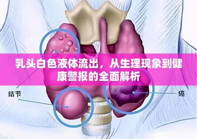 乳頭白色液體流出，從生理現(xiàn)象到健康警報的全面解析