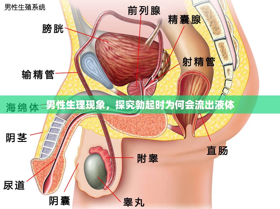 男性生理現(xiàn)象，探究勃起時(shí)為何會(huì)流出液體