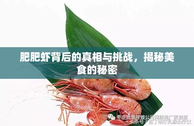 肥肥蝦背后的真相與挑戰(zhàn)，揭秘美食的秘密