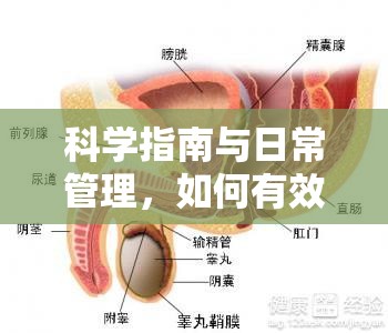 科學(xué)指南與日常管理，如何有效控制前列腺液流出