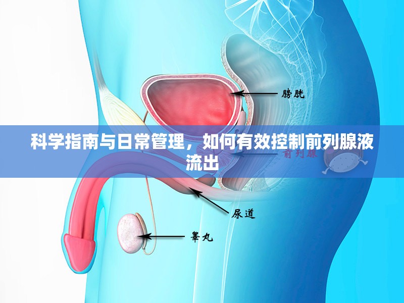 科學(xué)指南與日常管理，如何有效控制前列腺液流出