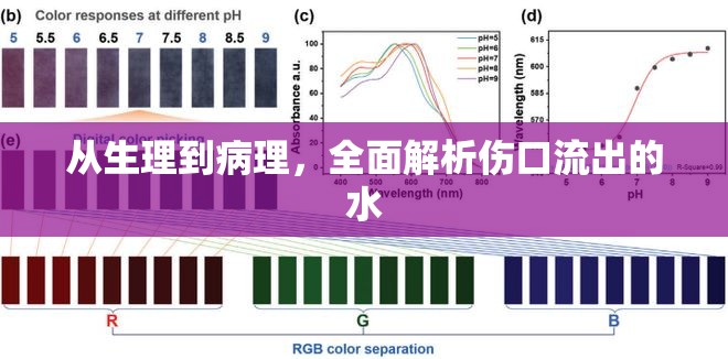 從生理到病理，全面解析傷口流出的水