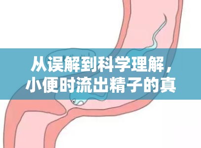 從誤解到科學(xué)理解，小便時流出精子的真相