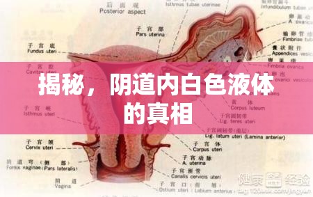 揭秘，陰道內(nèi)白色液體的真相