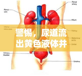 警惕，尿道流出黃色液體并伴隨瘙癢，或為泌尿系統感染的跡象