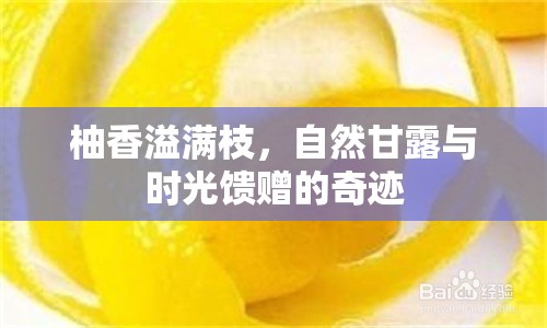 柚香溢滿(mǎn)枝，自然甘露與時(shí)光饋贈(zèng)的奇跡