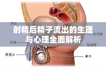 射精后精子流出的生理與心理全面解析