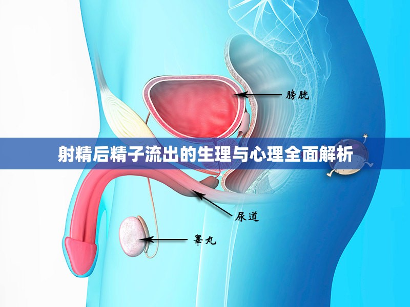 射精后精子流出的生理與心理全面解析