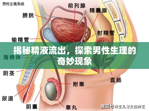 揭秘精液流出，探索男性生理的奇妙現(xiàn)象