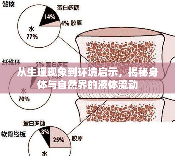 從生理現(xiàn)象到環(huán)境啟示，揭秘身體與自然界的液體流動