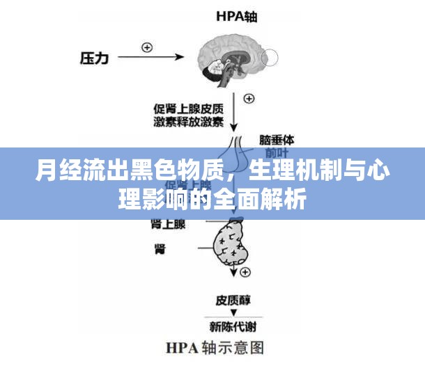 月經流出黑色物質，生理機制與心理影響的全面解析