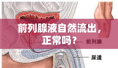 前列腺液自然流出，正常嗎？