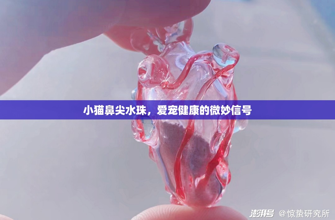 小貓鼻尖水珠，愛寵健康的微妙信號