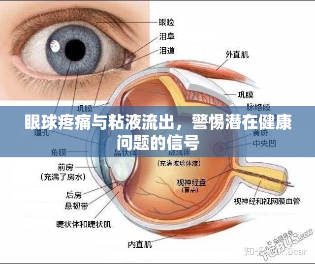 眼球疼痛與粘液流出，警惕潛在健康問題的信號