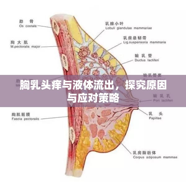 胸乳頭癢與液體流出，探究原因與應(yīng)對(duì)策略