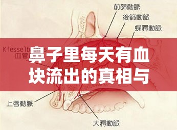 鼻子里每天有血塊流出的真相與應(yīng)對策略