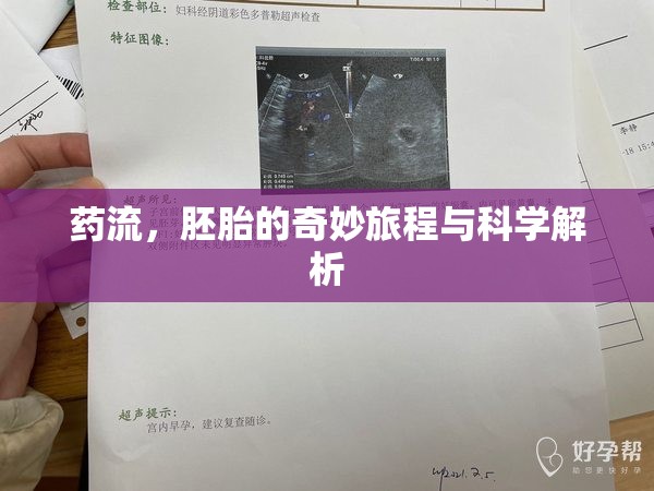 藥流，胚胎的奇妙旅程與科學解析